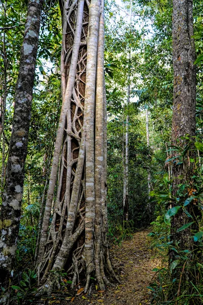 Würgebäume Haben Alle Eine Gemeinsame Würgende Wuchsgewohnheit Die Vielen Tropischen — Stockfoto