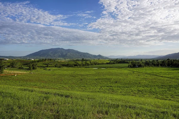 Ländliche Landschaft Mit Üppig Grünen Koppeln Und Kühen Mit Bergen — Stockfoto