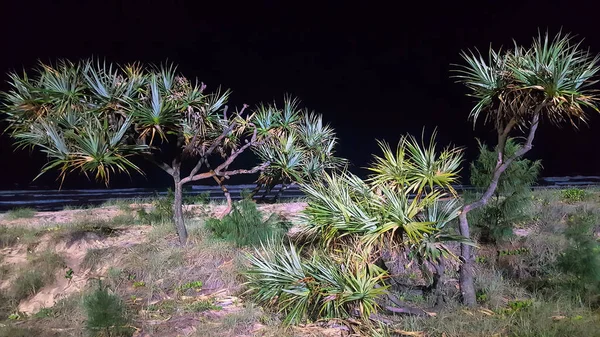 Massor Pandanus Träd Strandremsan Tas Natten — Stockfoto