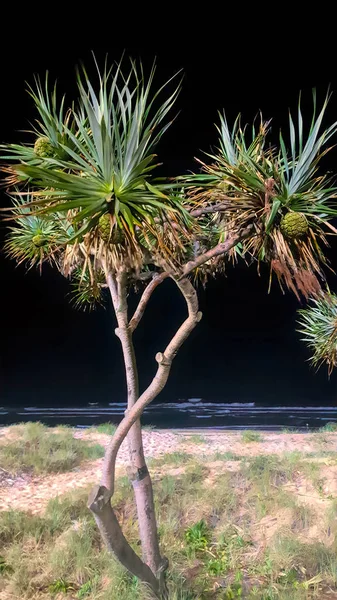 Один Панданус Деревья Берегу Берега Взяты Вечернее Время — стоковое фото