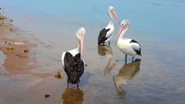 Photo Three Pelicans Illawara Lake Australia Pelian Waiting Fisherman Feed — Stock Photo, Image