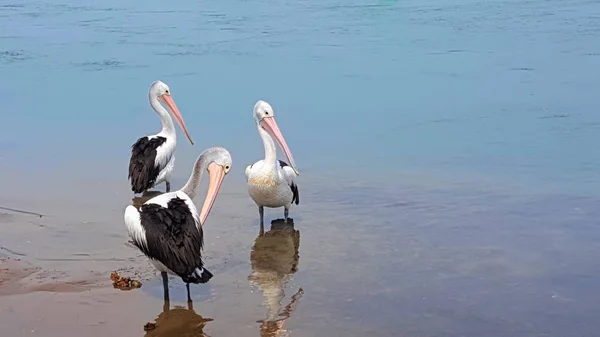 Three Large Australia Pelicans Waiting Feed Fish Scraps Fisherman — Stock Photo, Image