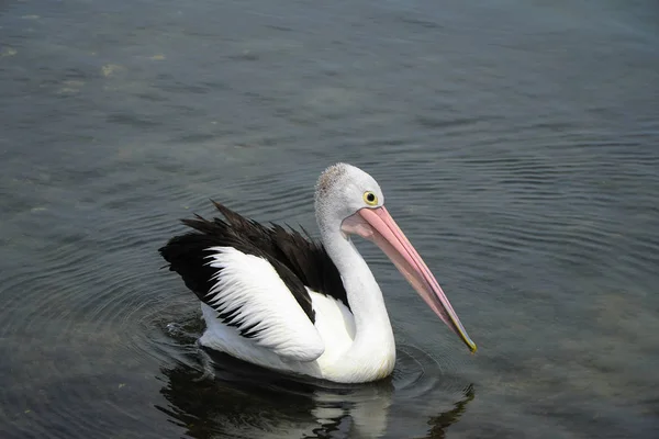 Single Close View Pelican Swimming Water — Stock Photo, Image