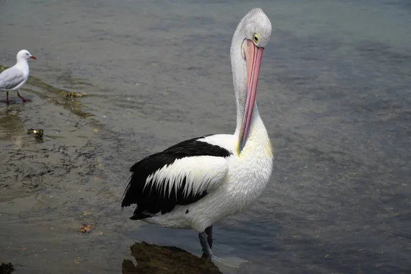 One Pelican Standing Water Preening Himself — Stock Photo, Image