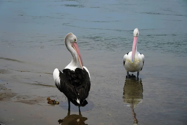 Two Beautiful Pelicans Standing Water — Stock Photo, Image