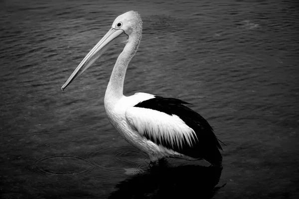 Um pelicano em preto e branco foto — Fotografia de Stock