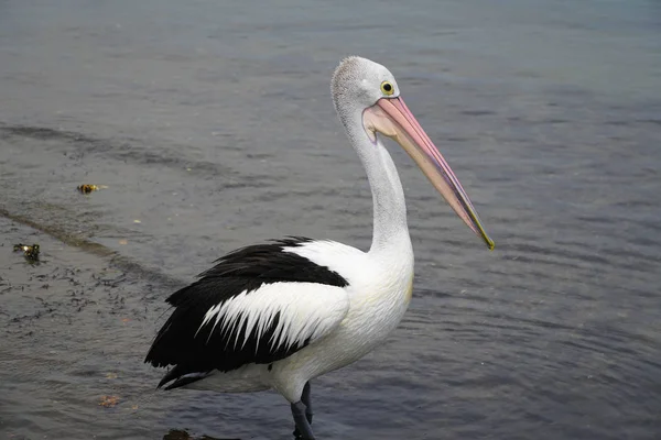 One standing pelican in the water waiting for a feed — Stock Photo, Image