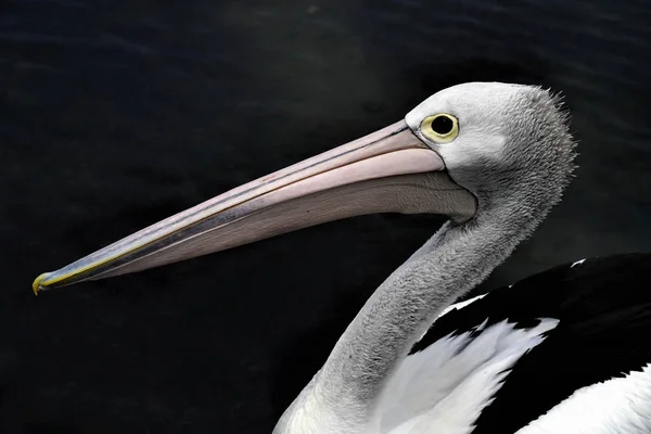 Pelikán divoké Austrálie hlavy zobrazení — Stock fotografie