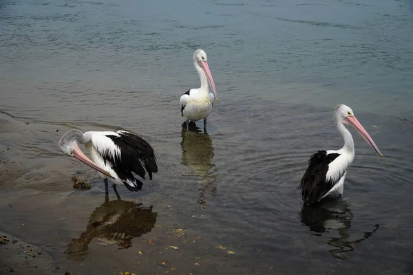 Pelicanos esperando o pescador para limpar seus peixes esperando fo — Fotografia de Stock