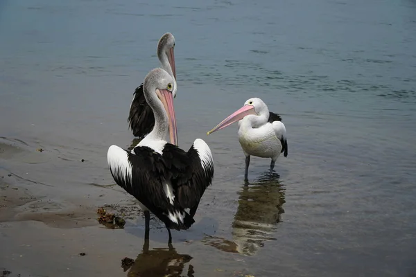 Tři pelikány na Illawara jezeře Austrálie — Stock fotografie