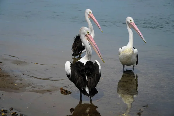 Três belos pelicanos — Fotografia de Stock