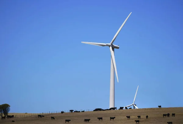 Flera kor på brunt gräs med vindkraftverk — Stockfoto