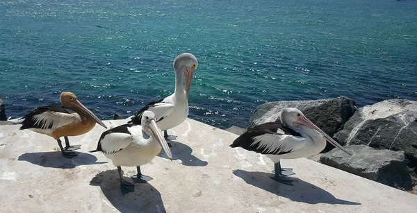 Cuatro bellos pelícanos — Foto de Stock