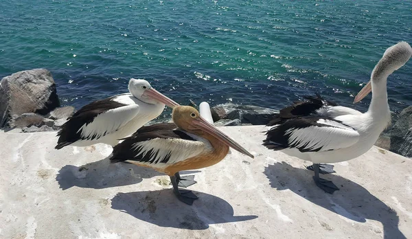 Três pelicanos — Fotografia de Stock