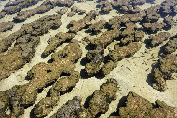 Hamelinbecken ist übersalzt — Stockfoto
