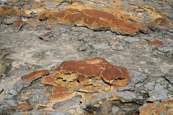 Hamelin Pool самые разнообразные и обильные примеры живой марины — стоковое фото