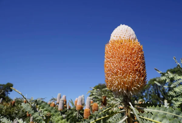 Close up of a orange Banksia — Stock Photo, Image