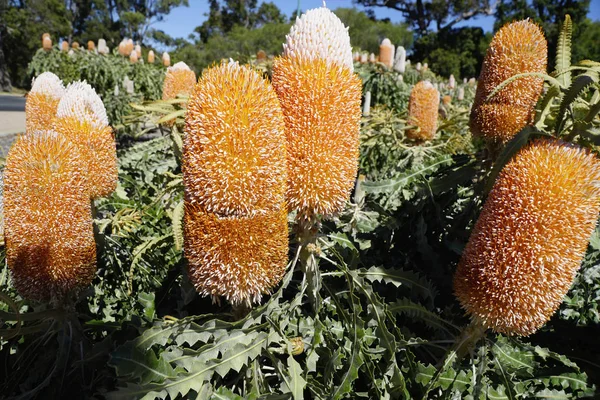 Lotes de flores silvestres laranja Banksia — Fotografia de Stock