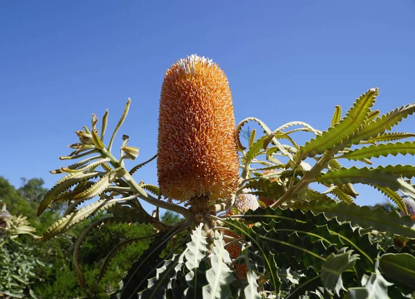 Flor de banksia nativa australiana em um arbusto — Fotografia de Stock