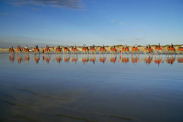 Broome Western Australia, camelos de passeio turístico ao pôr do sol em um C — Fotografia de Stock