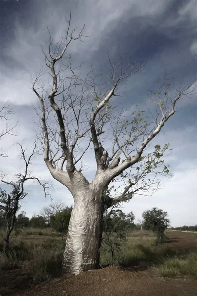 BOAB träd med en flaska-liknande utseende — Stockfoto