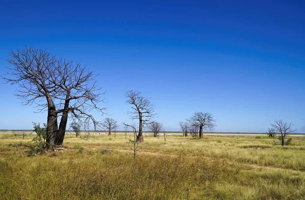 Un montón de árboles de boab — Foto de Stock