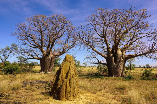 2 つのバオバブの木 — ストック写真