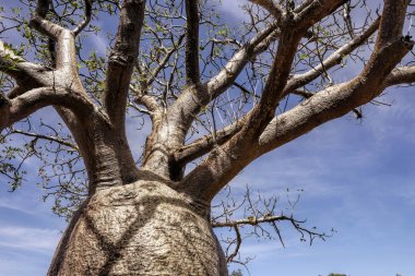 Boab Trees have broad bottle-shaped trunk. clipart