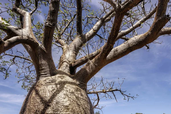 Los árboles de jabalí tienen un tronco ancho en forma de botella . —  Fotos de Stock