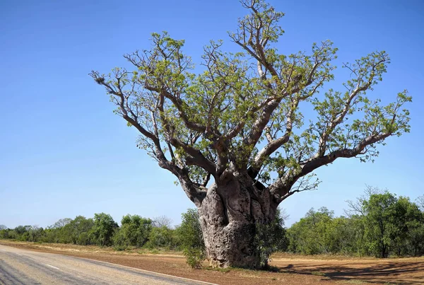 Boab Tree w Australii — Zdjęcie stockowe