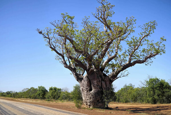 Boab Tree in Australia