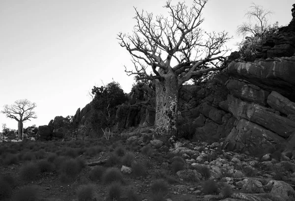 Boab Trees en WA noir et blanc — Photo