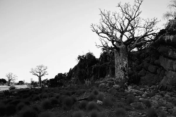 Boab Trees in black and white — Stock Photo, Image