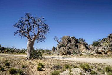 Boab Tree spinifex grass rocks clipart