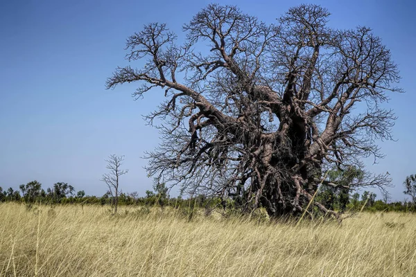 Árbol de Boab muy viejo — Foto de Stock