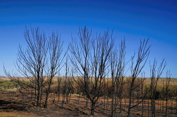 Le gamme di MacDonnell dopo un incendio boschivo — Foto Stock
