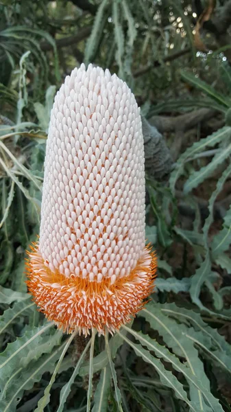 Orange banksia flower — Stock Photo, Image