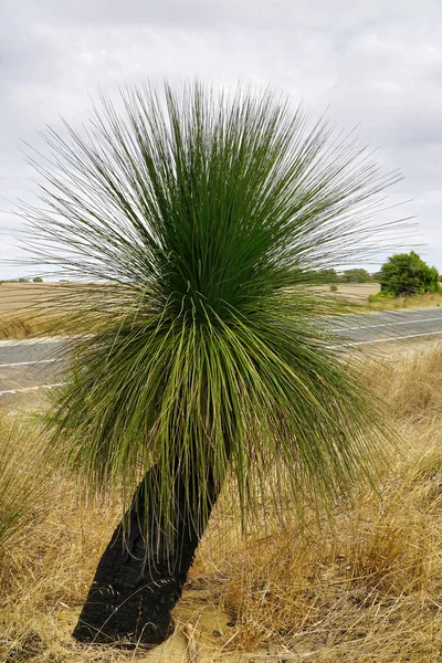 Xanthorrhoea, nome comum blackboy, árvore de grama, cauda canguru ou árvore de goma de grama — Fotografia de Stock