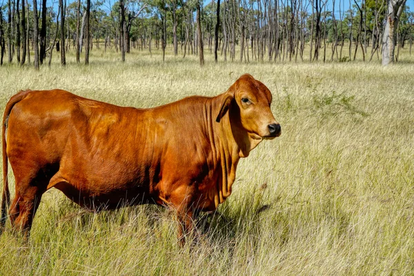 Eine Kuhseite Auf Der Koppel Mit Viel Gras Und Bäumen — Stockfoto