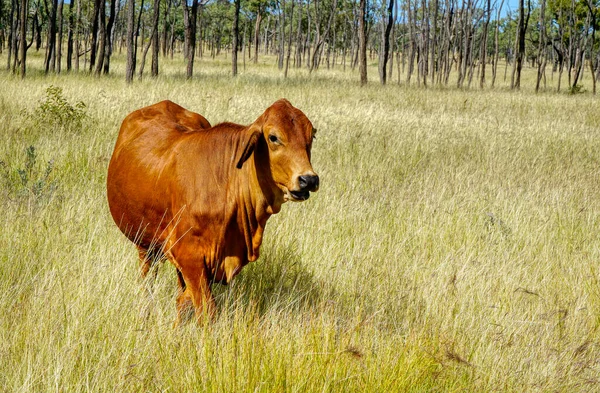 Una Vaca Marrón Prado Cubierto Hierba Con Árboles Fondo —  Fotos de Stock