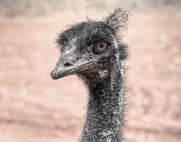 Close View Emu Head Australian Bird Dromaius Novaehollandiae — Stock Photo, Image