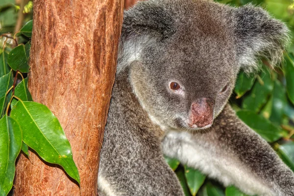 Een Leuke Australische Koala Een Kauwgom Boom — Stockfoto