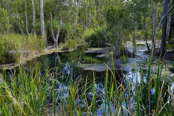 Bitter Springs Naturlig Bit Paradiset Strax Utanför Stuart Highway Och — Stockfoto