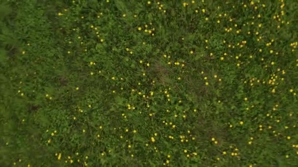 黄色のタンポポの畑の上に — ストック動画