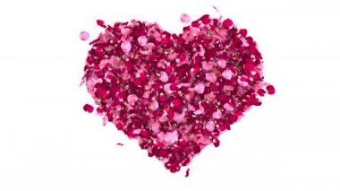 Gül yapraklarının kalbi rüzgarla savruluyor.