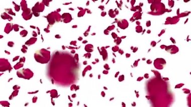 Gül yaprakları düşer. 4k çiçek arkaplanı