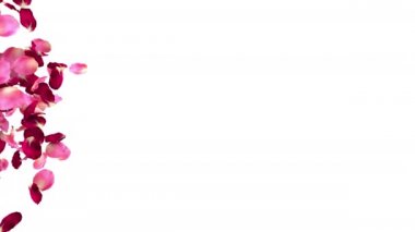 Gül yaprakları uçuşuyor. yavaş çekim