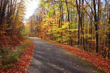 Bir ormandaki bir yol ve düşen yapraklar ile güzel canlı renkler sonbahar manzara