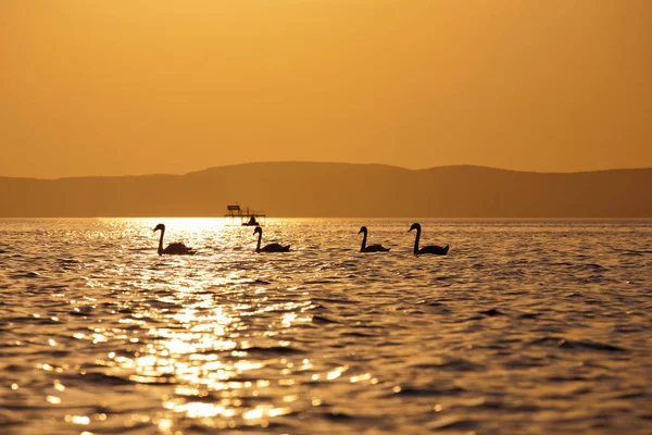 金色的日落在湖巴拉顿与天鹅剪影在匈牙利 — 图库照片
