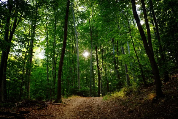 Sunbeam Karanlık Ormanın Içinde — Stok fotoğraf